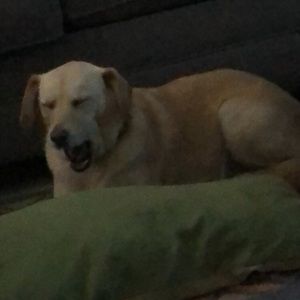 Meet your Posher, Sonny